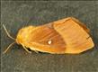 1637 (66.007) Oak Eggar